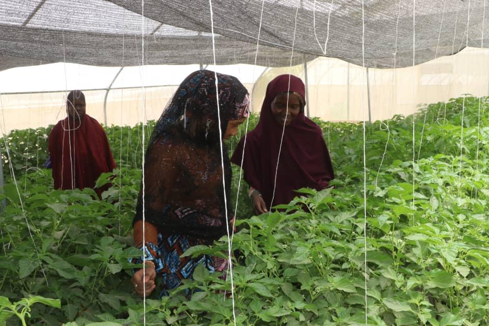 Three women in maroon hijabs tending pepper plants inside a greenhouse