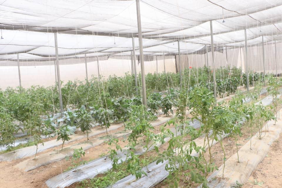 Interior view of a large greenhouse with rows of tomato plants on mulch beds